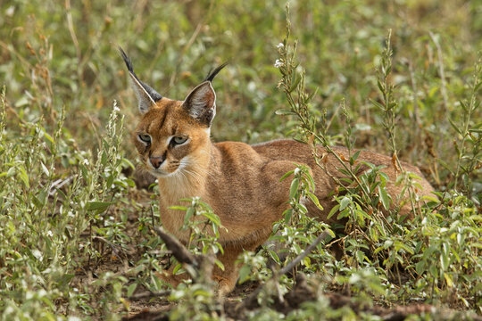 Caracal, Serengeti National Park, Tanzania, Africa.