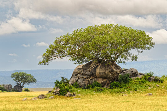Kopje and fig tree, Serengeti National Park, Tanzania, Africa.