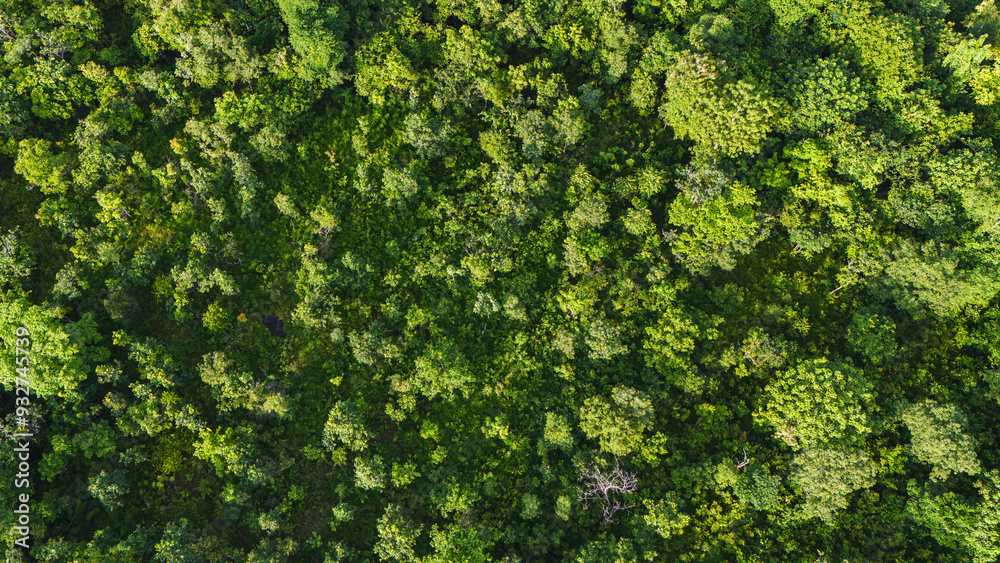 Canvas Prints lush green forest with trees of various sizes