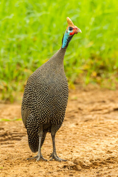 Africa, Tanzania, Tarangire National Park. Helmeted guinea fowl close-up. 