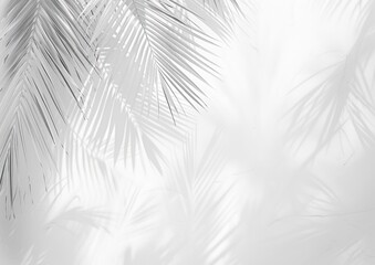 Obraz premium Palm Leaf Shadows on White Background