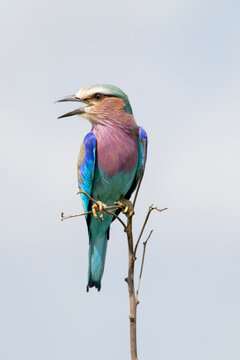 Africa, Tanzania. A lilac-breasted roller vocalizes while sitting on a twig.