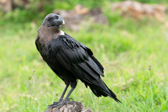Africa, Tanzania. Portrait of a white-naped raven with its heavy bill.