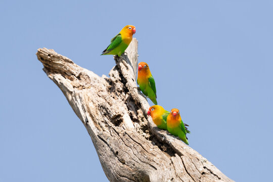 Africa, Tanzania. Four Fischer's lovebirds rest together on a snag.