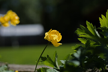 yellow flower in a garden