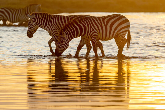 Africa, Tanzania. Two zebra move through the waterhole at sunset.