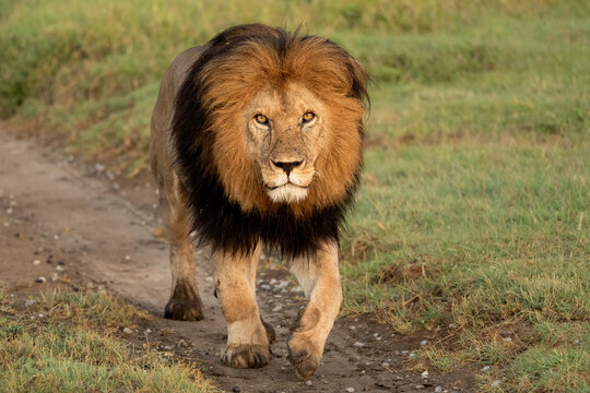 Africa, Tanzania. A black maned lion walks along a dirt road.