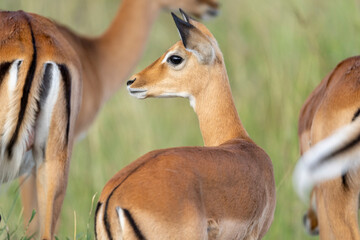 Africa, Tanzania. A female impala stands with two others showing their distinctive markings.