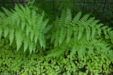 fern leaf in the forest