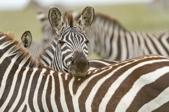 Africa, Tanzania. A zebra rests its head on the backs of its companion.