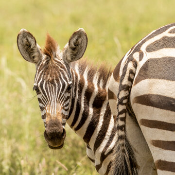 Africa, Tanzania. A young zebra with big ears peeks out from behind its dam.