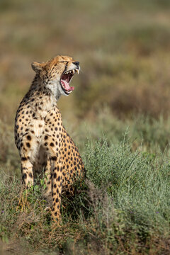 Tanzania, Ngorongoro Conservation Area, Adult Cheetah (Acinonyx jubatas) yawns in afternoon sunshine on Ndutu Plains