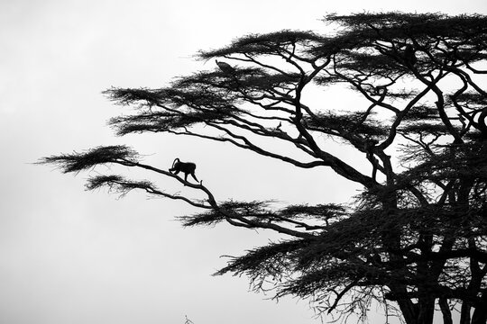 Africa, Tanzania, Ndutu Conservation Area, Adult Male Chacma Baboon (Papio ursinus) climbing down limb of acacia tree along Ndutu Plains