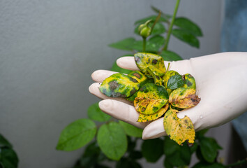 Gardener holding group of disease rose leaves after removing it from plant tree. 