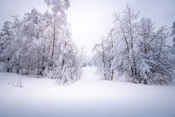 Obraz premium A snowy field with trees in the background