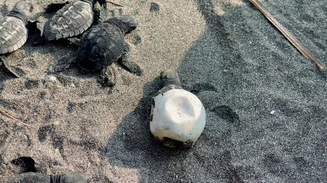 Newly hatched baby sea turtles on the beach sand. 4k footage of dozens of black hatchlings hatching from eggs and trying to walk and live in nature