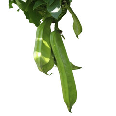 작두콩 열매 사진입니다 