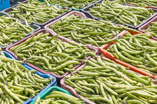 Tunisia. Fresh bean pods on a farm.