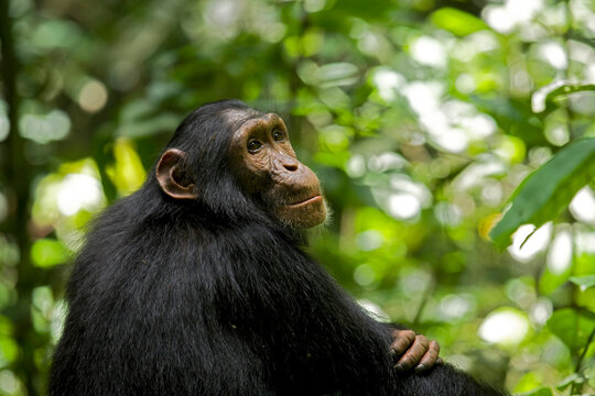 Africa, Uganda, Kibale National Park, Ngogo Chimpanzee Project. Young male chimpanzee, 'Django'.
