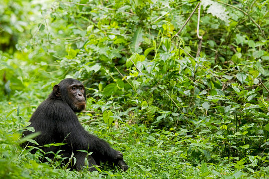 Africa, Uganda, Kibale National Park, Ngogo Chimpanzee Project. A young adult male chimpanzee sits on a forest path.