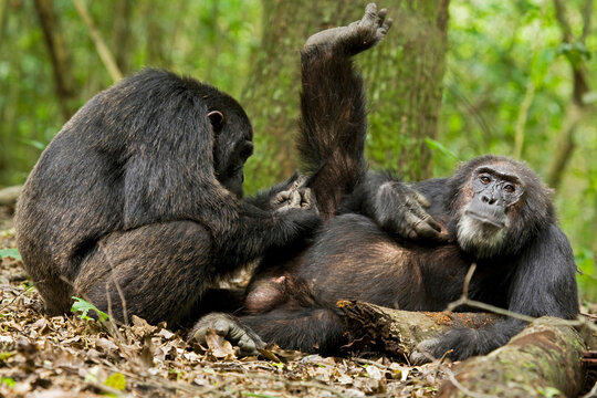 Africa, Uganda, Kibale National Park, Ngogo Chimpanzee Project. A trusting male chimpanzee relaxes as he is groomed with great focus by his companion.
