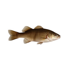 TRANSPARENT PNG ULTRA HD 8K A solitary catfish floating with its whiskers, smooth body, and earthy tones standing out clearly against a transparent background