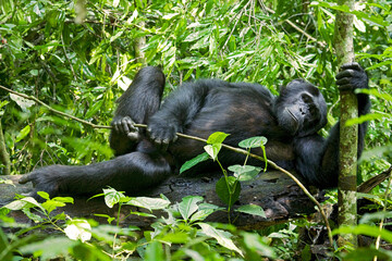 Africa, Uganda, Kibale National Park, Ngogo Chimpanzee Project. A male chimpanzee lounges in the forest. Note his opposable toe and how it allows his foot grips the vine like a hand.