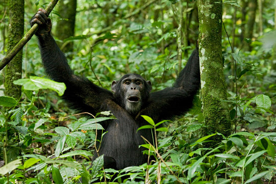 Africa, Uganda, Kibale National Park, Ngogo Chimpanzee Project. Although he appears to be in the middle of a pant hoot or yawn, the chimpanzee was making a series of playful facial expression.