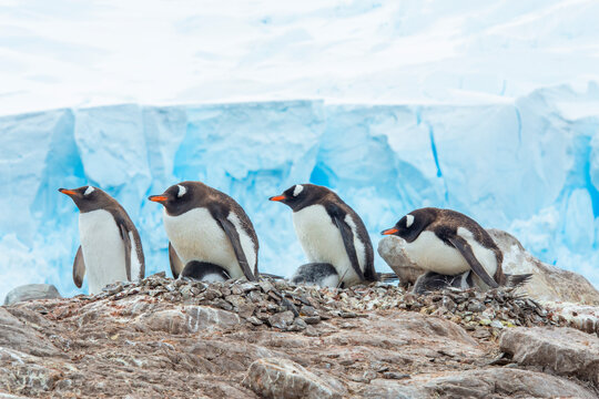 Neko Harbor, Antarctica. Penguins nest in the guano and stones in a rookery.