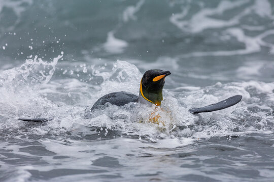 South Georgia Island, Salisbury Plains. King penguin emerges from ocean. 