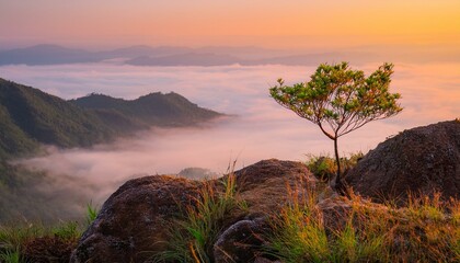 Lone Sapling Thriving on Misty Mountain Overlook