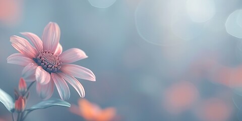 Obraz premium flowers in the garden
