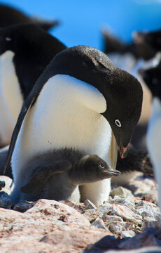 Adelie Penguin. Devil Island, Antarctica.