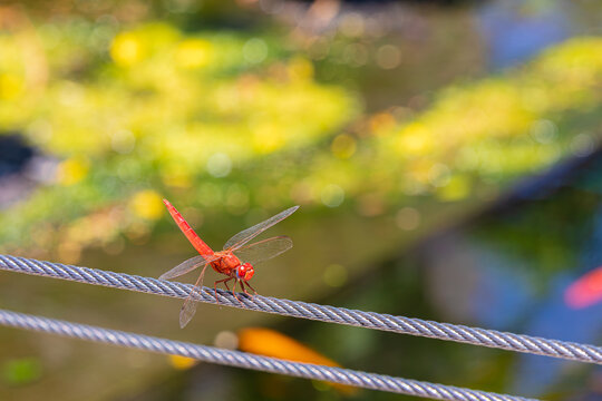 red dragonfly on a metal wire