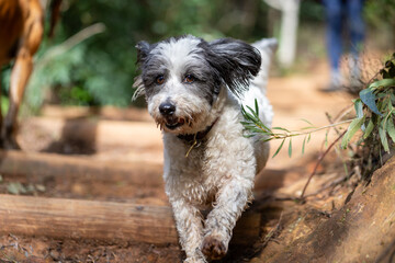 Fototapeta premium jack russell terrier