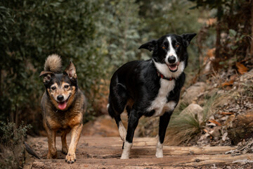 two happy dogs on a hike 