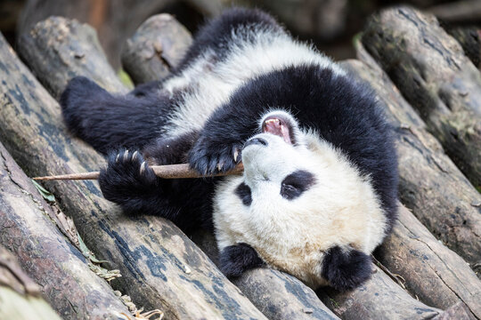 Asia, China, Sichuan Province, Mt. Qincheng Town, Giant Panda
