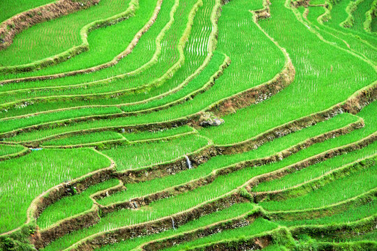 Rice terraces in the mountain in morning mist, Jiabang, Guizhou Province, China