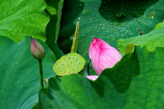 Lotus bund and root, Hunan Province, China