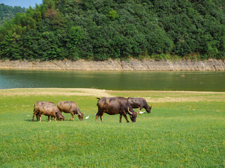 Scenery of Xiaohang Pit in Huzhou, Zhejiang Province