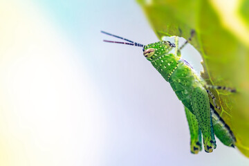 The grasshopper is eating leaves.