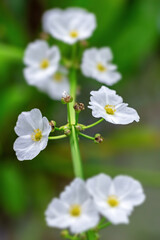 white flower of Creeping Burhead (Texas mud baby)