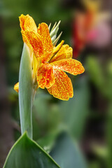 Canna flowers blooming in garden