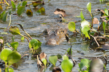 Black kajman Melanosuchus niger south america