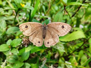 A brown butterfly perched on leaves. A brown butterfly with beautiful patterned wings. 