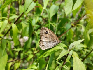 A brown butterfly perched on leaves. A brown butterfly with beautiful patterned wings. 