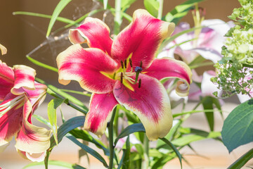 A blooming bright bud of a tall tubular lily in a suburban garden plot.