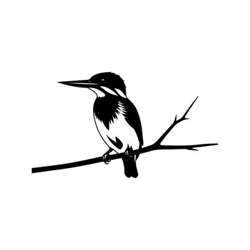 recommend clip art: Kingfisher silhouette, vector black color silhouette solid white background 
