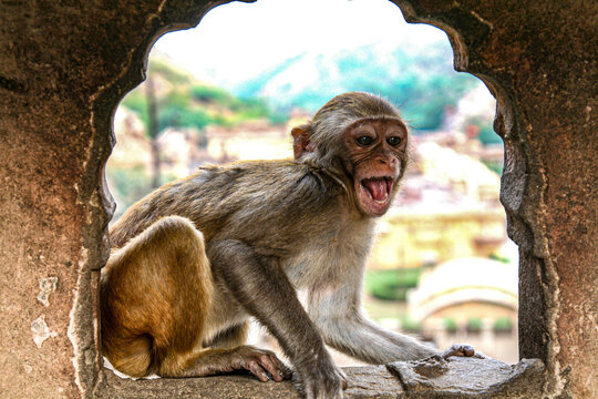 Jaipur, India, Monkey Temple, laughing Macaque