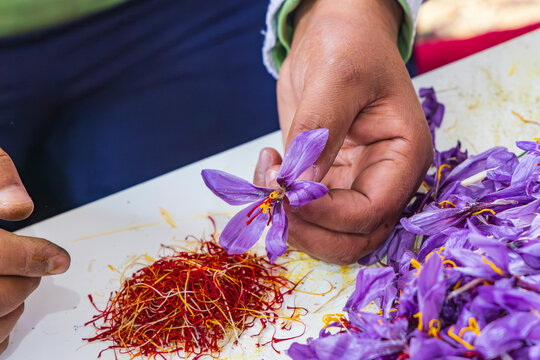Chanda Haro, Pampore, Jammu and Kashmir, India. Pistils from saffron crocus flowers.